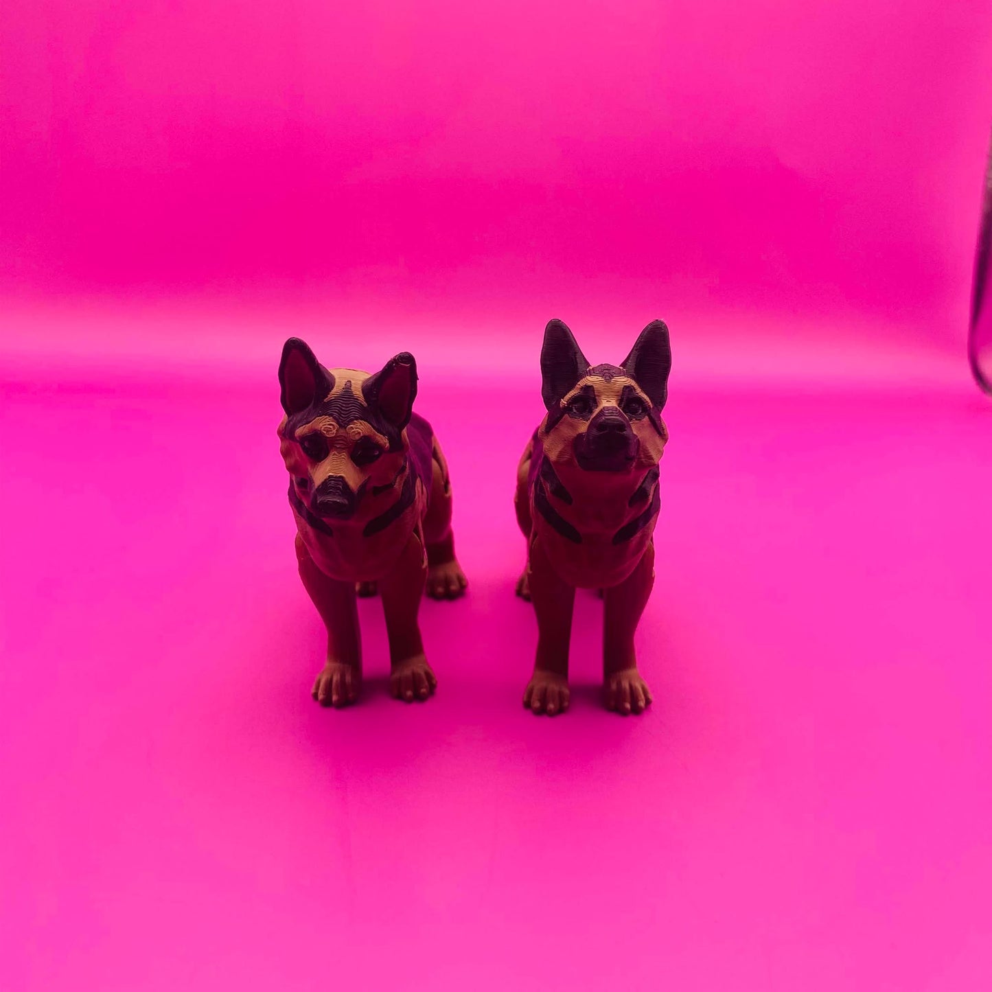 Gus the Gleeful German Shepherd Buddy! 🐾