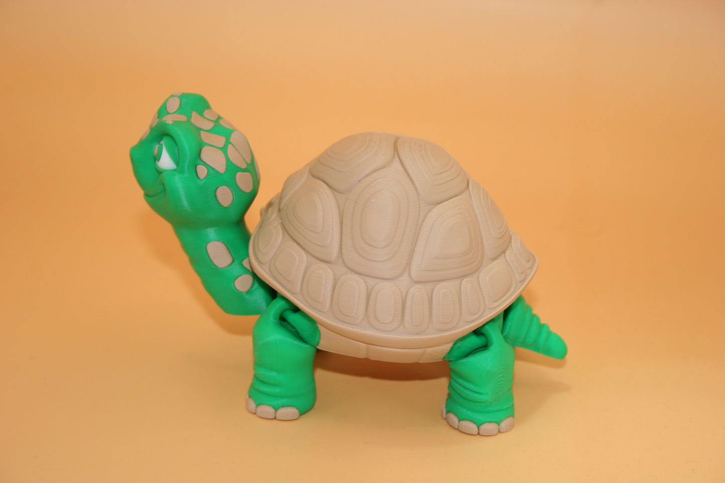 Cute Tortoise