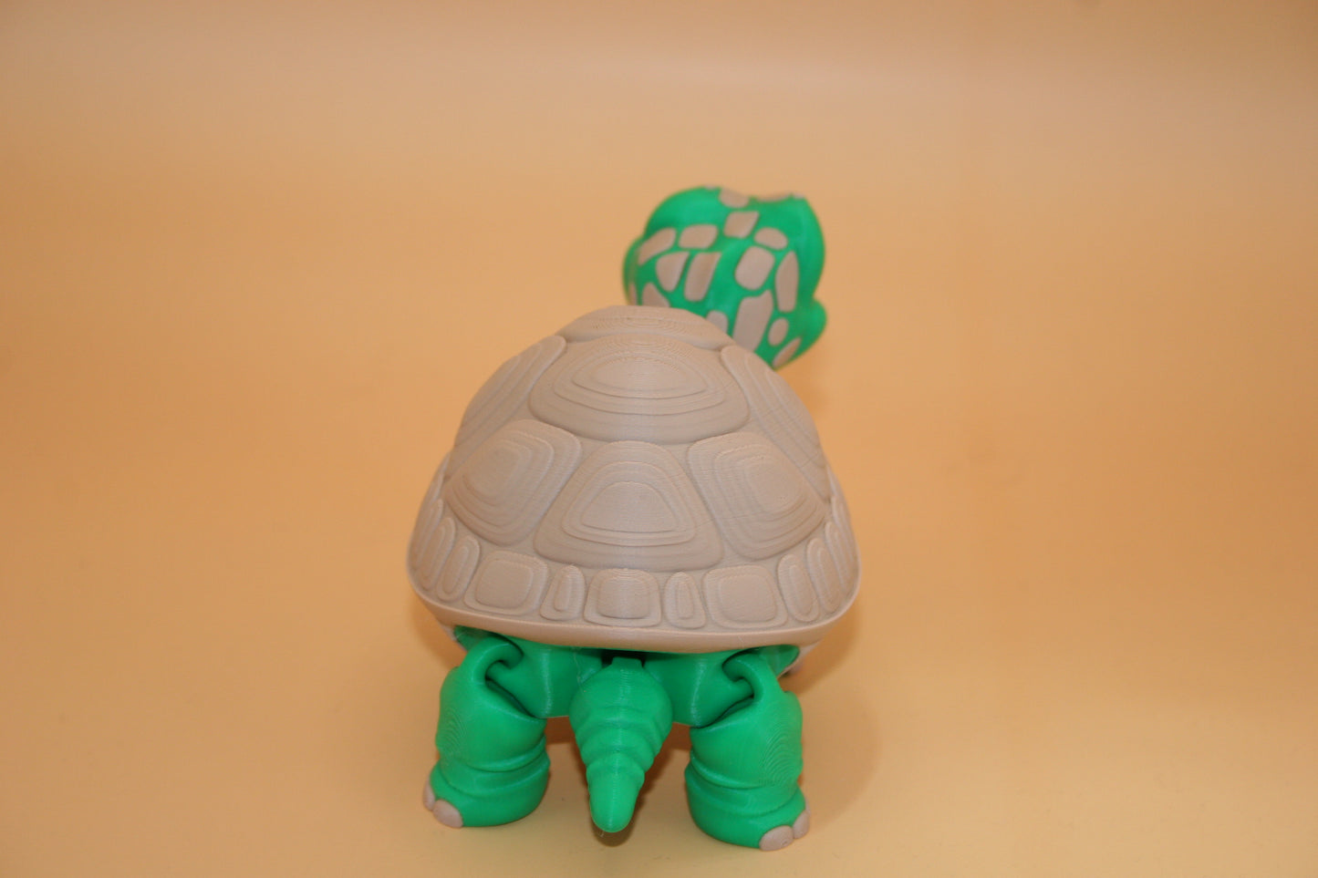 Cute Tortoise